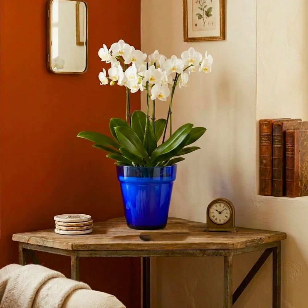 Home 69 Matera de vidrio azul cobalto ambientada en sala con orquideas