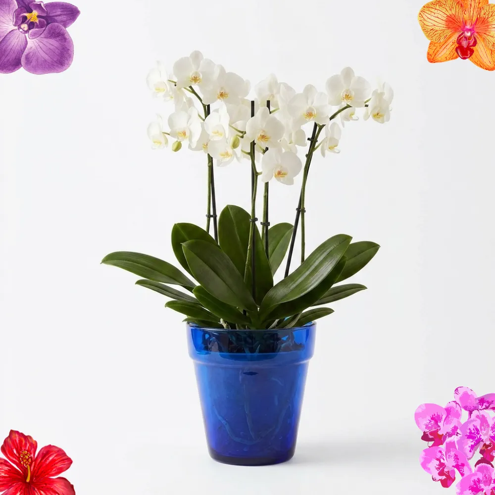Home 72 Matera de vidrio azul cobalto animada con flores